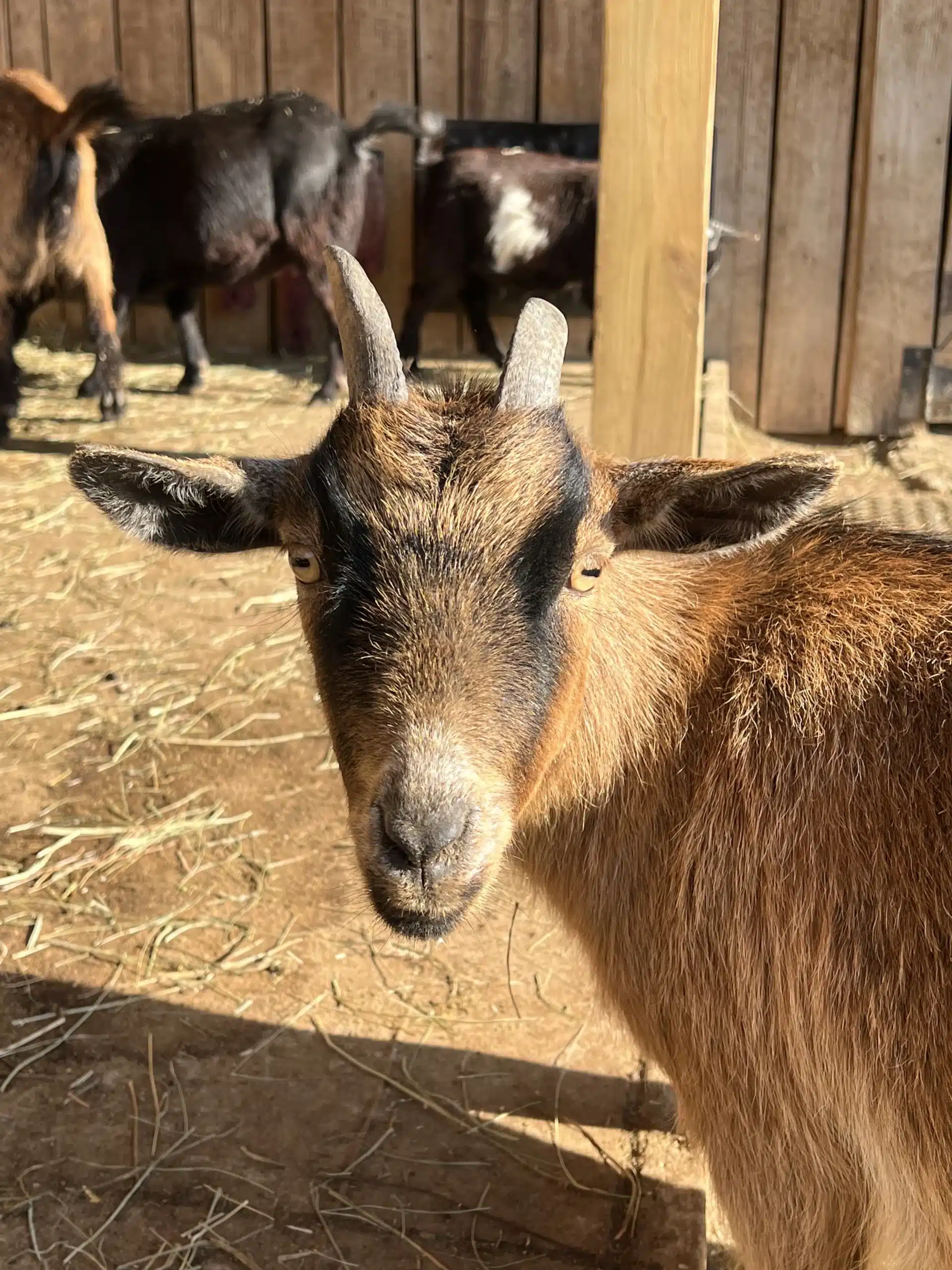 Barbara at Fox's High Rock Farm
