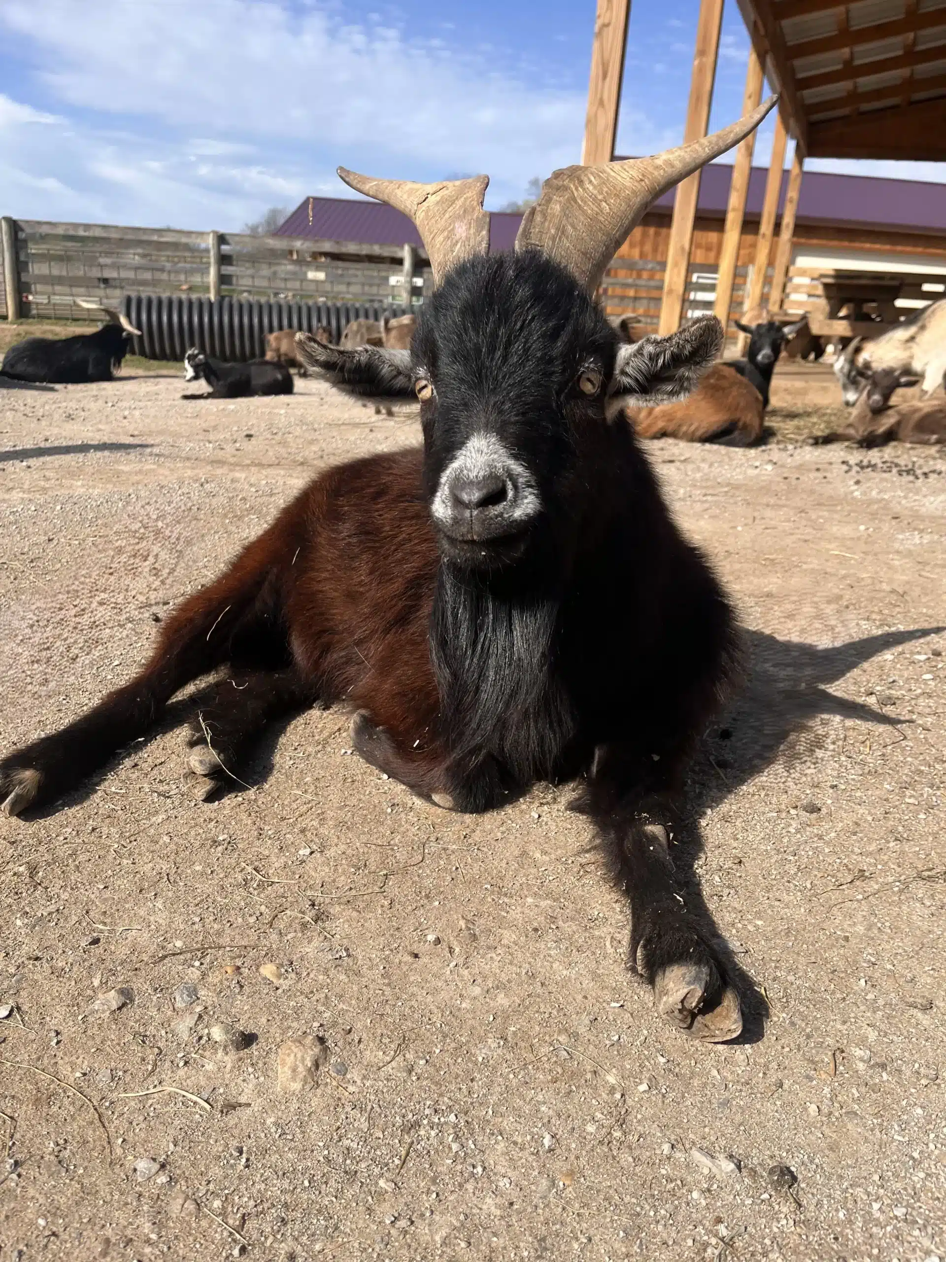 Bucky at Fox's High Rock Farm