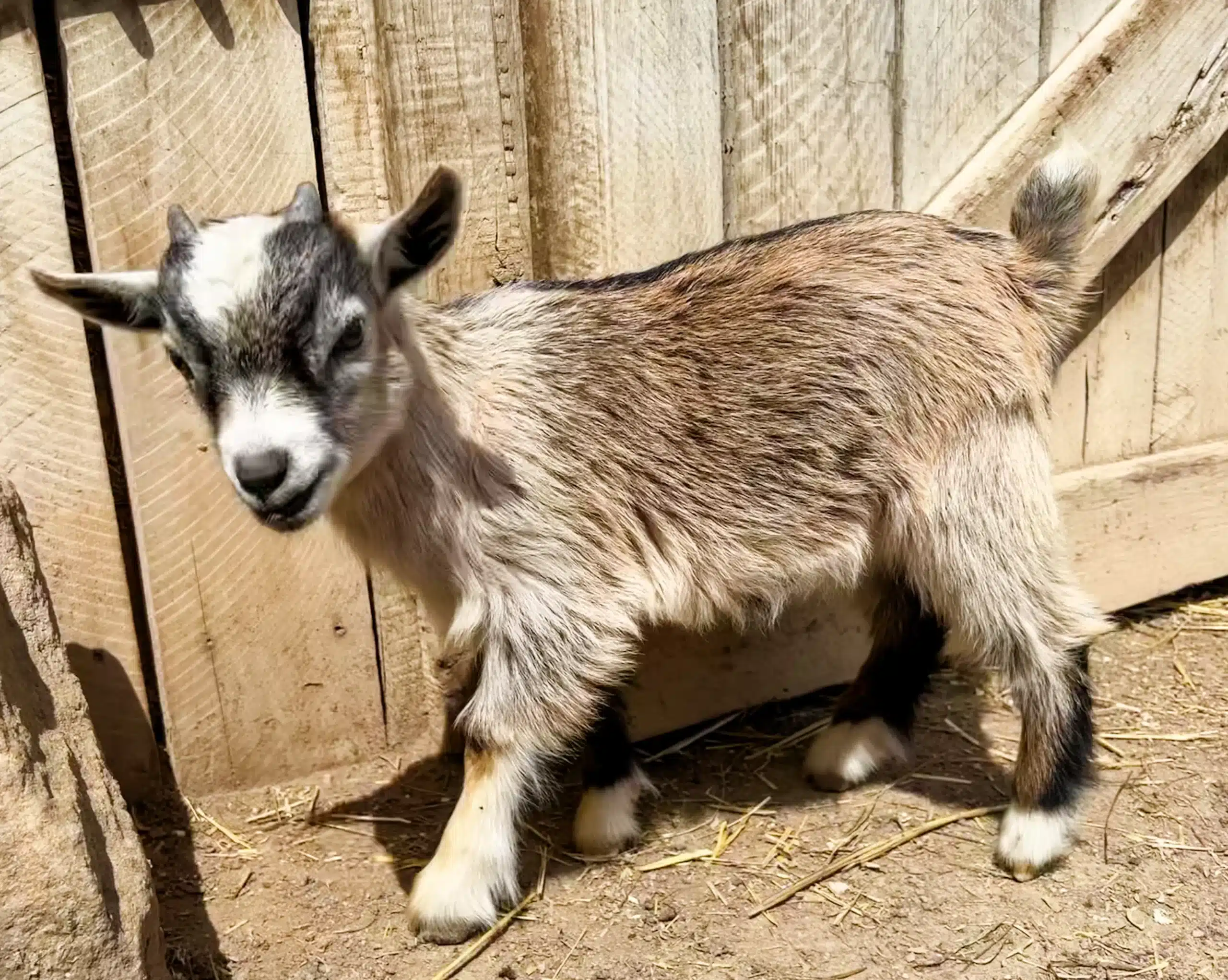 Clyde at Fox's High Rock Farm