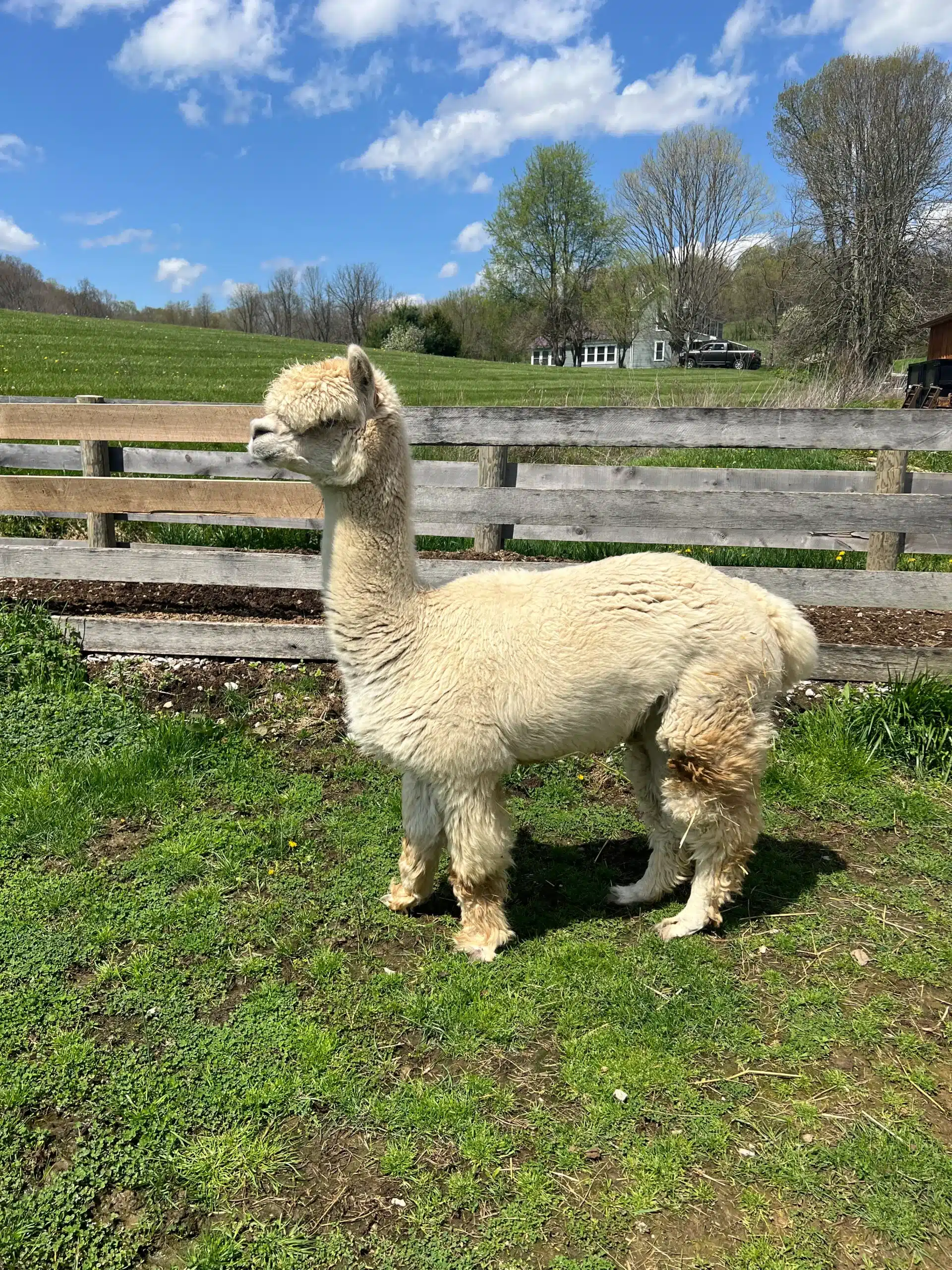 Kit at Fox's High Rock Farm