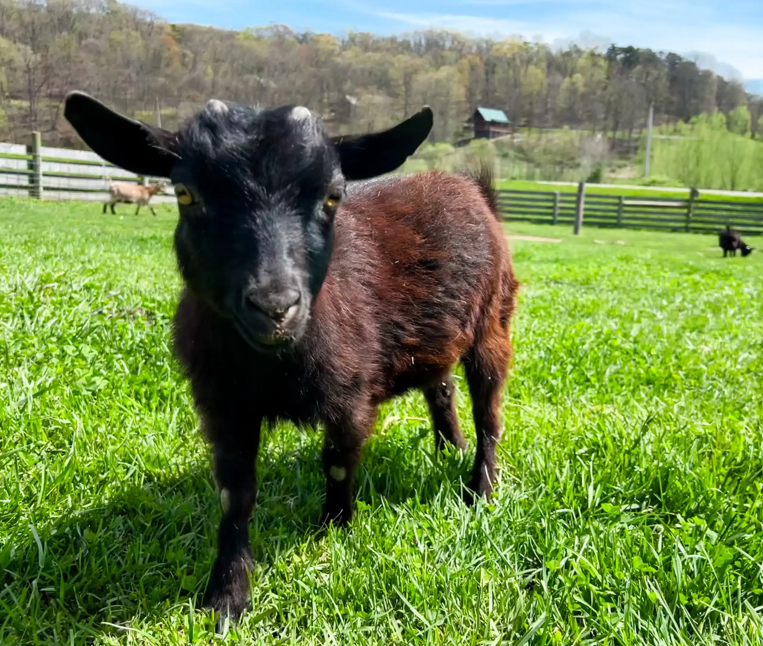 Lucy at Fox's High Rock Farm