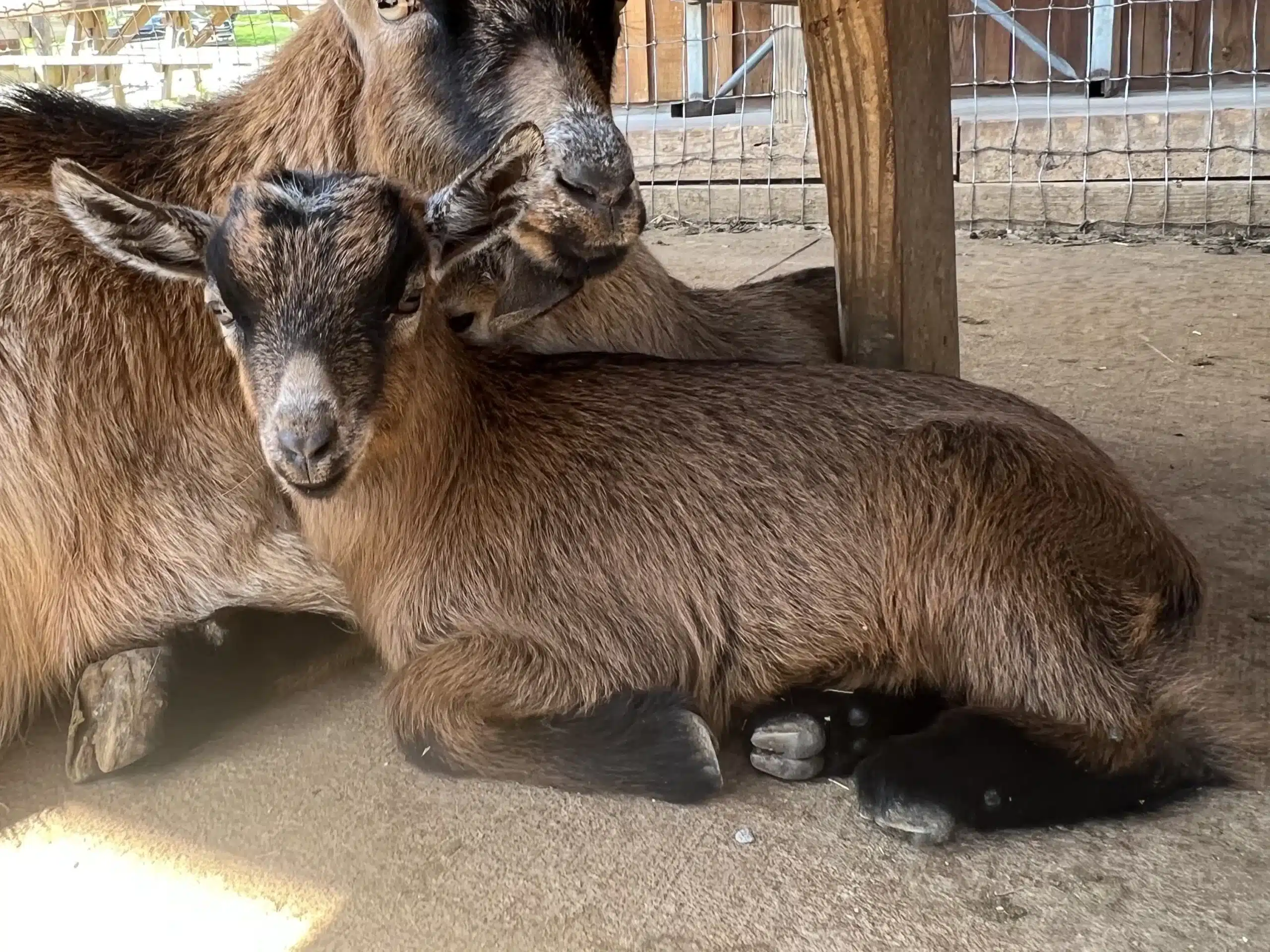 Molly at Fox's High Rock Farm