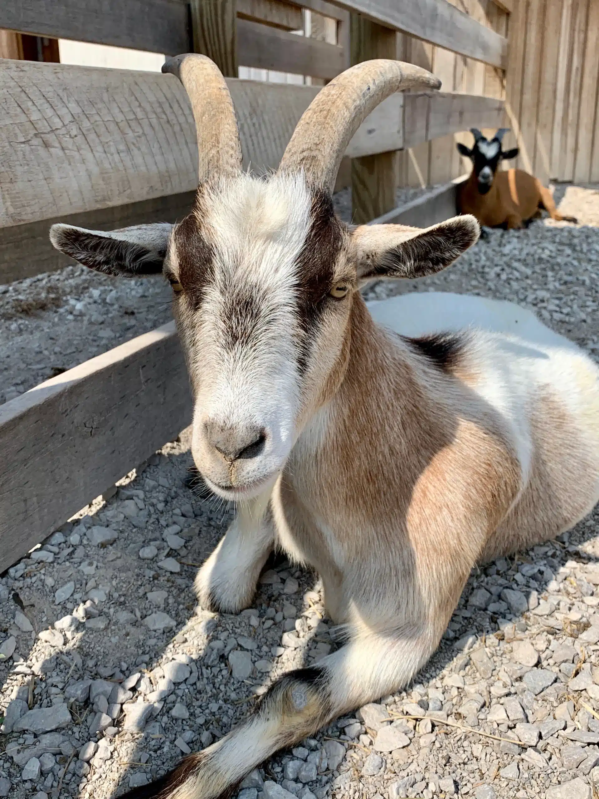 Oliver at Fox's High Rock Farm