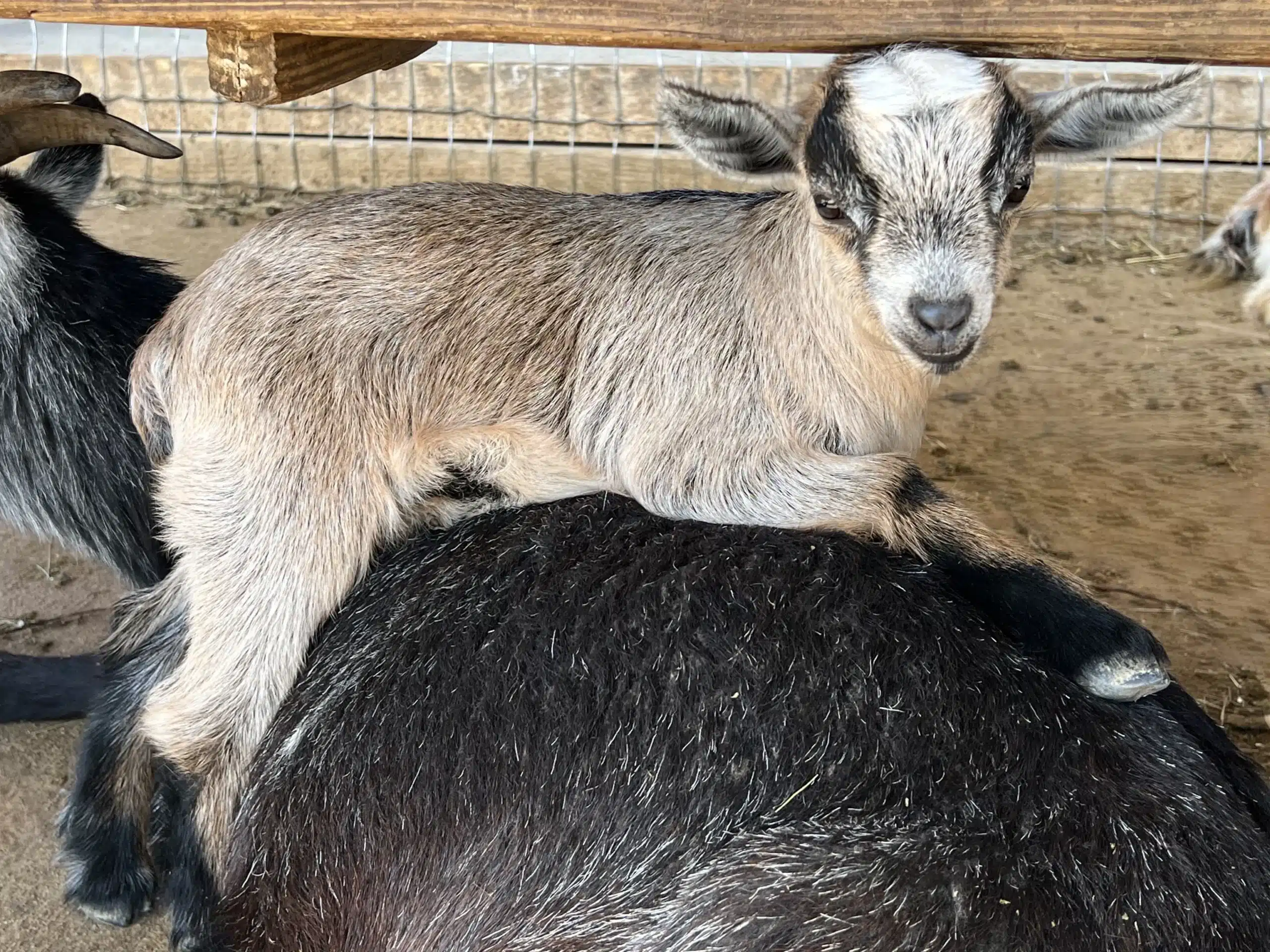 Ralph at Fox's High Rock Farm