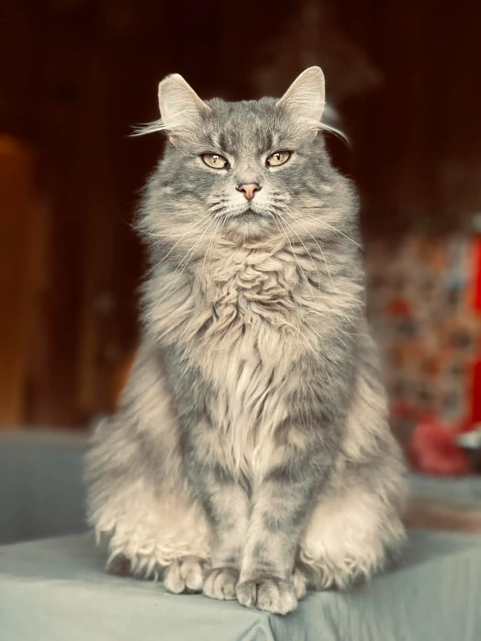 Smokey at Fox's High Rock Farm