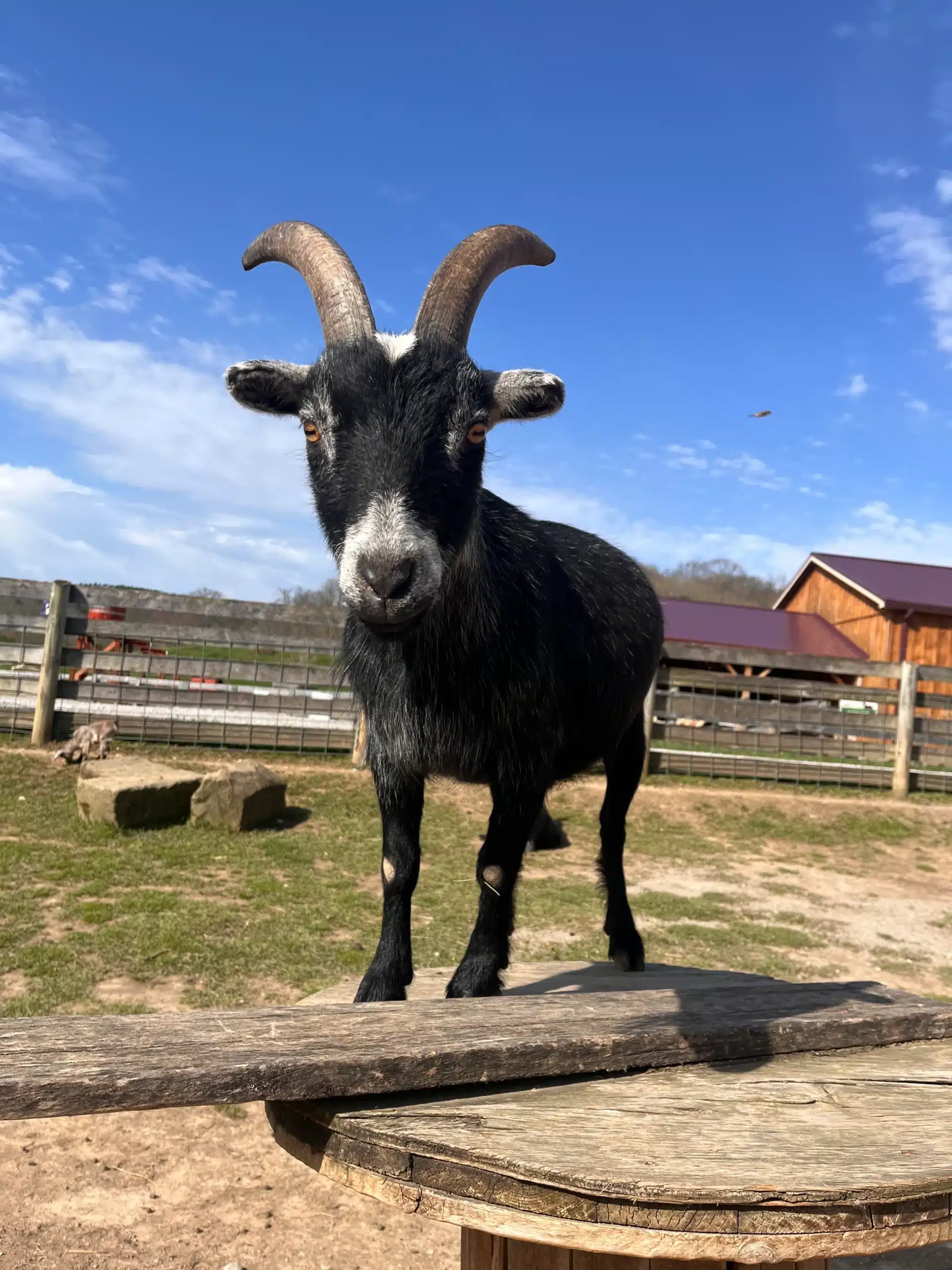Steve at Fox's High Rock Farm