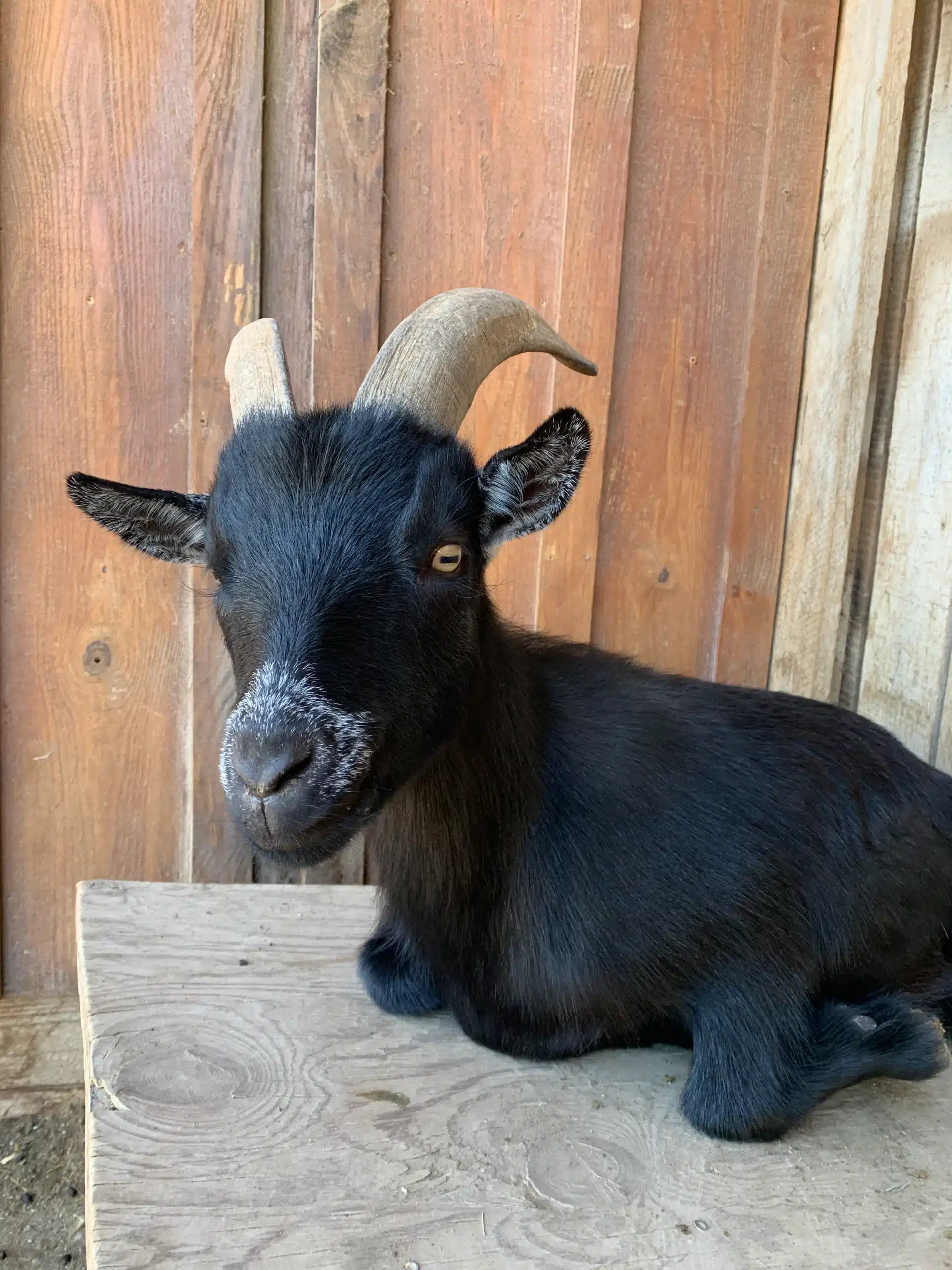 Theodore at Fox's High Rock Farm