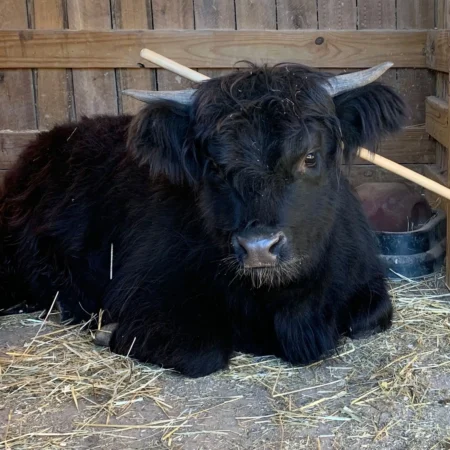 June Bug the cow at Fox's High Rock Farm