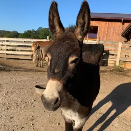 Zeke the Donkey at Fox's High Rock Farm